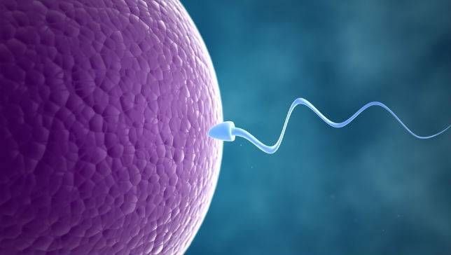 Differences between artificial insemination and in vitro fertilization